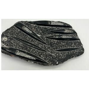 Fossils Orthoceras (???) Plate Plague SQUID, Home Decor 7" x 11"  READ